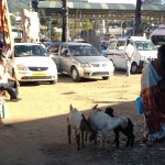 Goats at a Market