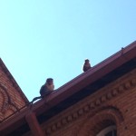 Monkeys on a Rooftop