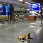 A Stray Dog at the Airport